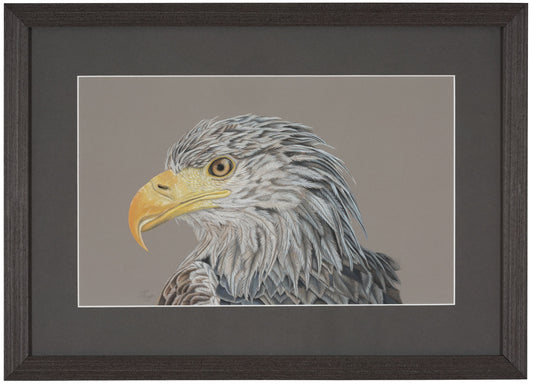 Originals "King of the Sky" Pencil Drawing